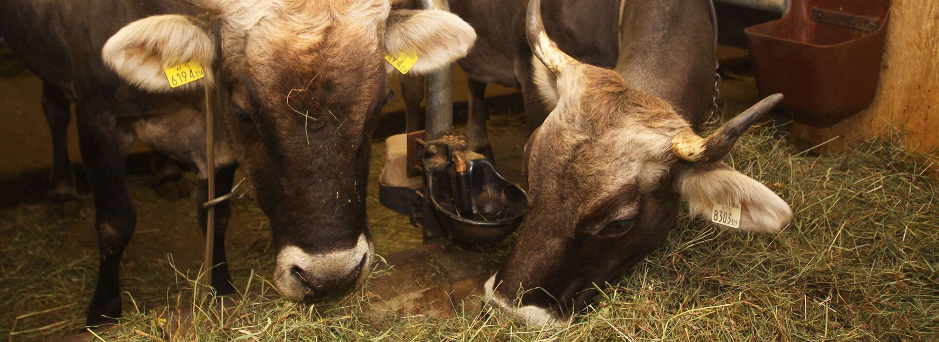 Kühe im Stall am Bauernhof Fergl’s Hof in Serfaus